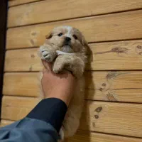 توله چشم دکمه ای فقط 2900|سگ|تهران, صادقیه|دیوار