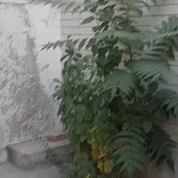 اجاره یک واحد ۵۰ متری در پیروزی سه راه سلیمانیه