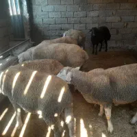 گوسفند میش بره