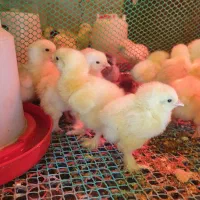 نیمچه مرغ و خروس برهما|حیوانات مزرعه|تهران, تهرانپارس شرقی|دیوار