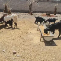 بز محلی وپاکستانی