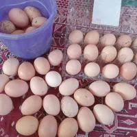 فروش تخم مرغ وتخم اردک اسرائیلی وجوجه اسرائیلی|حیوانات مزرعه|کومله, |دیوار