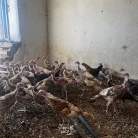 بوقلمون سه ماه ،هفت ماهه،قوغاز|حیوانات مزرعه|کرمان, |دیوار