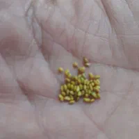 بزر یونجه بوجاری شده پایه بلند به شرط