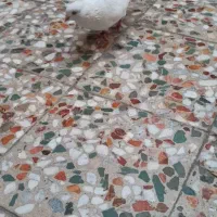 اراکی چنگ وچشم سفید