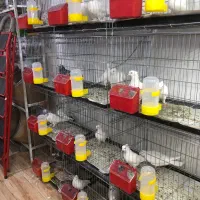 کبوتر رنگ و پرش چشم سفید