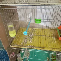 قناری ماده سوپر|پرنده|پیر بکران, |دیوار