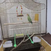 طوطی برزیلی|پرنده|ارومیه, |دیوار