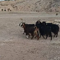 بز محلی|حیوانات مزرعه|جهرم, |دیوار