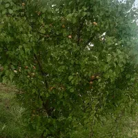 باغ۱۰۰۰متری در مرند|فروش زمین و ملک کلنگی|کشکسرای, |دیوار