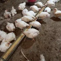 مرغ گوشتی سالم