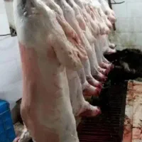 تضمین دام گوسفند‌نر ذبح رایگان|حیوانات مزرعه|قم, نوقطار|دیوار