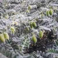 کارگر میخوام برای نخود