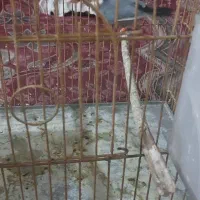 فنج نرگسی وفنج شکلاتی نروماده