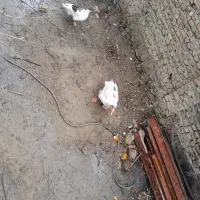 فروش یا معاوضه غاز