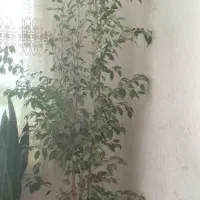 گل طبیعی قشنگ فقط هشتصد هزار