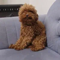 توی پودل سایز بسیار ریز