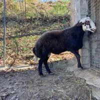 شیشک قوچ هترو (ژن چندقلوزایی )