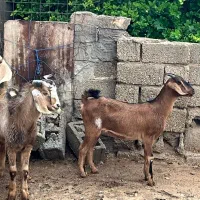 فروش ۴بز صالح و تیشتر پلنگی پاکستایل اصل|حیوانات مزرعه|بهبهان, |دیوار