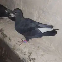 کفتر جوجه نر