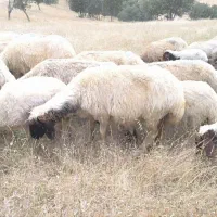 گوسفند|حیوانات مزرعه|سیروان, |دیوار