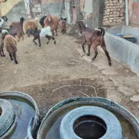 بز پاکستانی|حیوانات مزرعه|سبزوار, قصبه غربی|دیوار