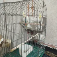 عروس هلندی سالم وکشیده مولد|پرنده|قرچک, داوود آباد|دیوار