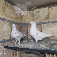 کبوتر