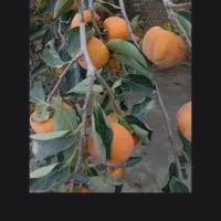 خرمالو. ارگانیک|عمدهفروشی|گرگان, |دیوار