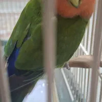 کوتوله برزیلی صورت هلویی|پرنده|فردوسیه, |دیوار