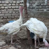 بوقلمون
