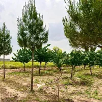 900مترباغ-شاهنامه-گوارشک-آب-برق-سند-مجتمع-دیاکو