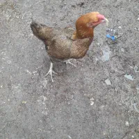 مرغلاری|حیوانات مزرعه|گرمخان, |دیوار