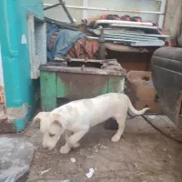 سگ پاکوتا|سگ|نیشابور, گنبد سبز|دیوار