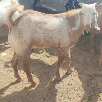 فروش دو تا کهره نر