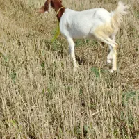 بز باکستانی اصل. ونزاد اصل