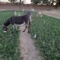 شیرالاغ|حیوانات مزرعه|اصفهان, مارچین|دیوار