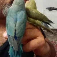 کوتوله دون خور فول دستی