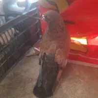 سوسنگرد