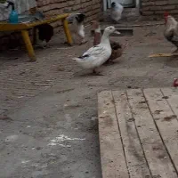 تعدادی مرغ و خروس و اردک