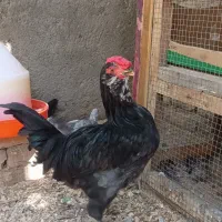 خروس نژاد گلین اصل