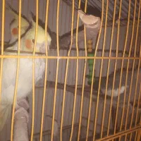 عروس هلندی|پرنده|دهلران, |دیوار