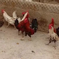 هفت عدد خروس گلین معاوضه با گندم