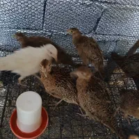 مرغ و خروس آمریکایی نیمچه تا بالغ|حیوانات مزرعه|رودسر, |دیوار