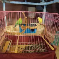 یک جفت مرغ عشق باقفس ووسیله هاش