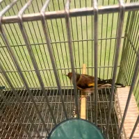 ماده‌سهره داغ سر نشون دار جفتی با سهره|پرنده|شهریار, شهریار|دیوار