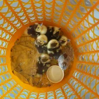 جوجه اردک اسراییلی روسی،تخم مرغ محلی،تخم بوقلمون