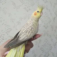 عروس هلندی مرواریدی رنگ خاص