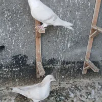 شش تا کفتر