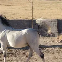 فروش اسب نریان کرد 5 سال|اسب و تجهیزات اسب‌سواری|تکاب, |دیوار